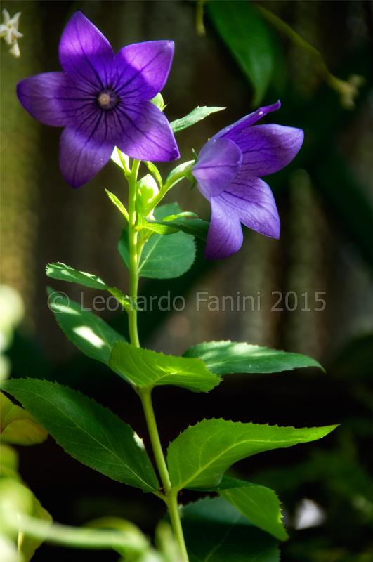 Due fiori di platicodon in contro luce